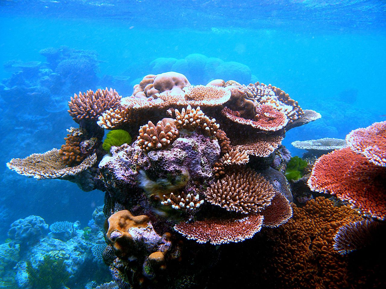 A variety of corals form an outcrop
