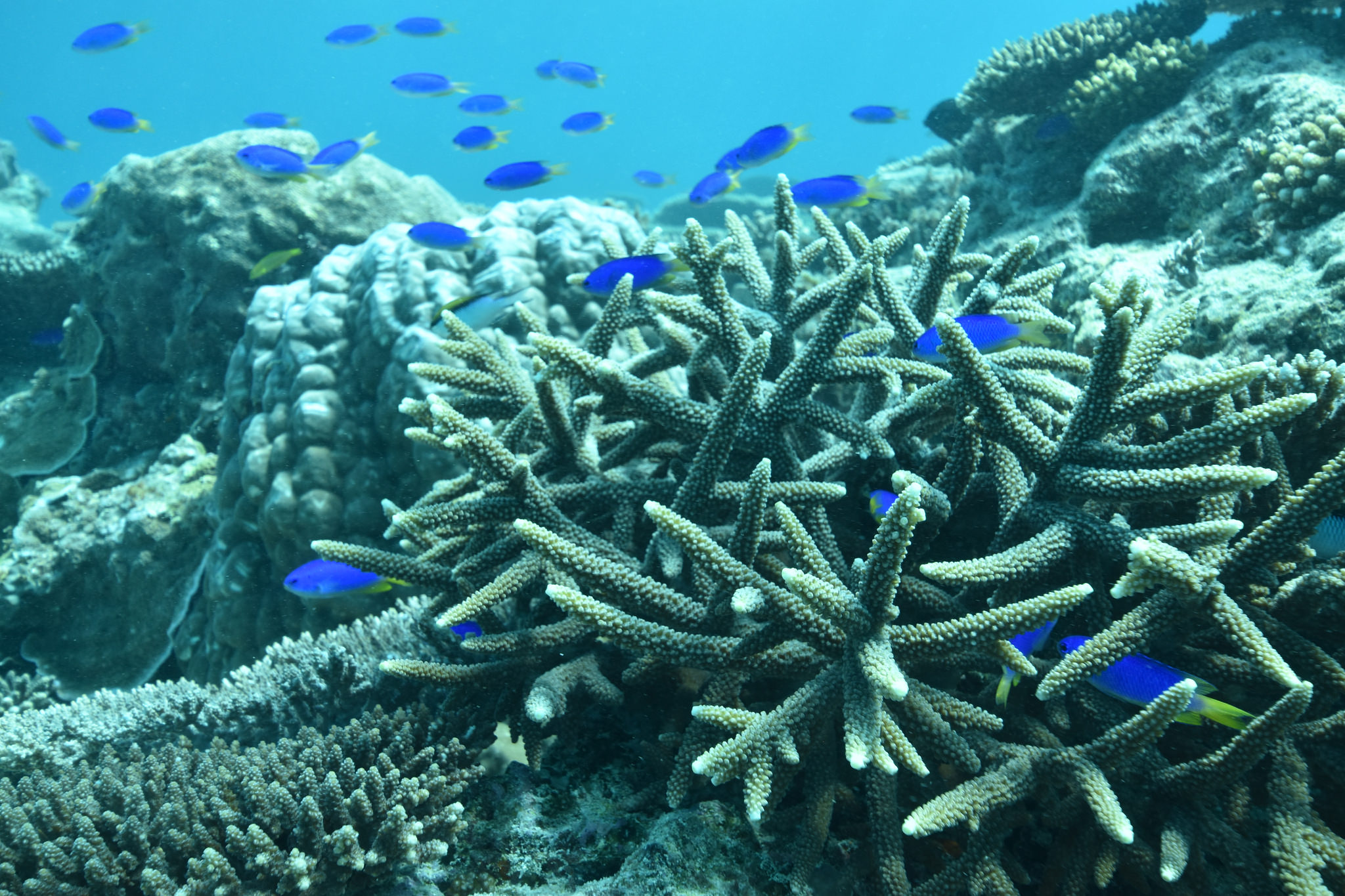 Blue fish and coral near the reef
