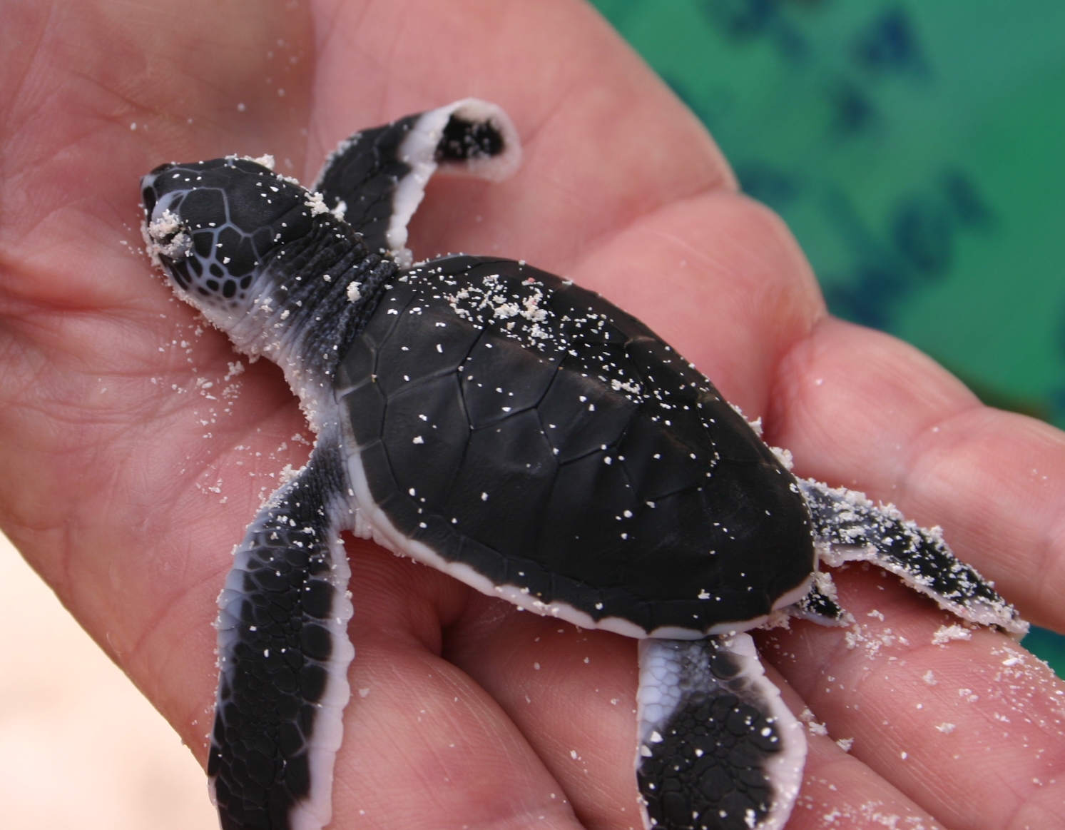 A green turtle just hatched on the hand of someone