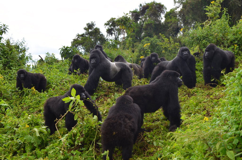 Source by Redaccion on www.ecuavisa.com/articulo/tendencias/ciencia/431806-gorilas-montana-resurgen-lentamente
https://www.ecuavisa.com/cdn-cgi/image/width=1600,quality=75/sites/default/files/fotos/2018/11/15/gorila-ruanda-ap.jpg
