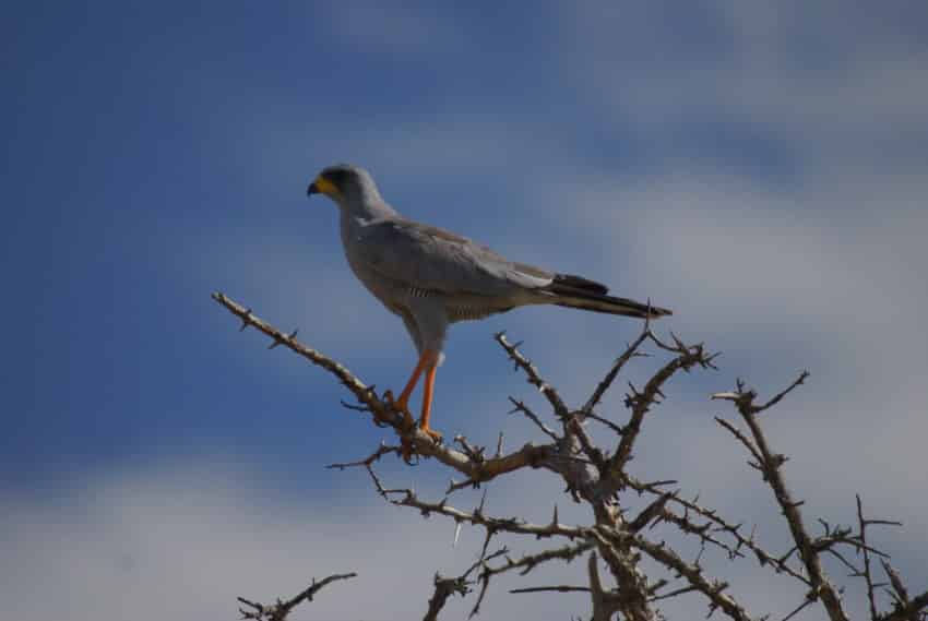 Bird-Watching Experience  in East Africa - Kenya and Tanzania