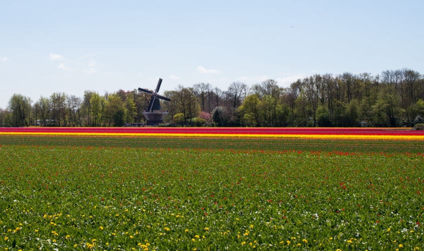 Dutch Bulbfields Tour - Keukenhof, Holland