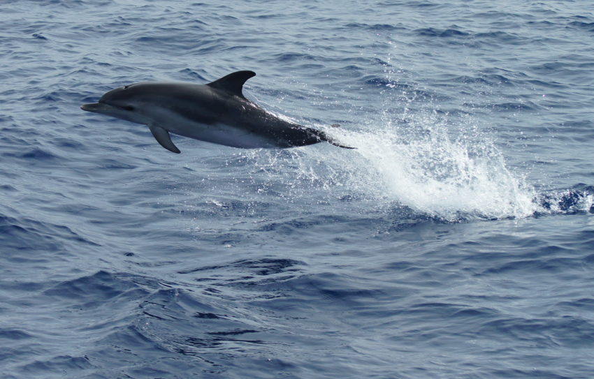 Whale-Watching Tour in the Azores, Azores Islands - The Travel Hacking Life