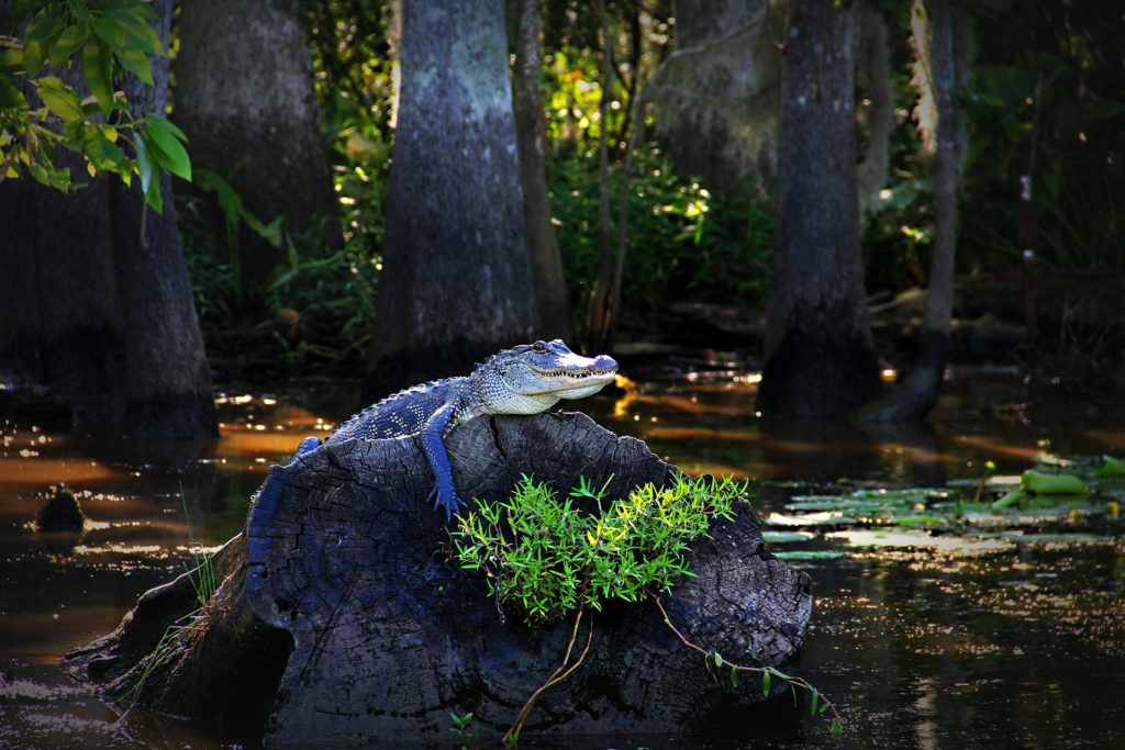 Atchafalaya Swamp - Louisiana, USA