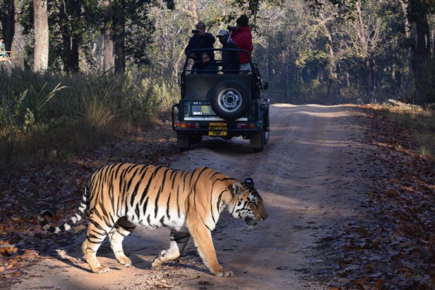 Tiger Safari – India