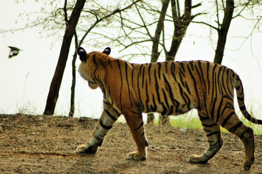 Tiger Safari – India
