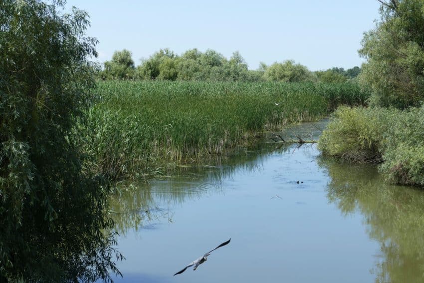 Bird-Watching in the Danube Delta - Romania