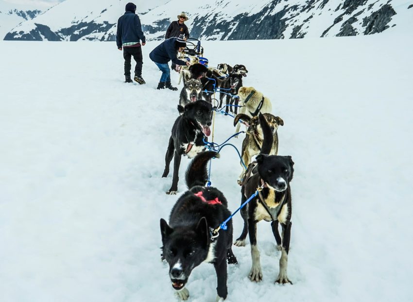 Dog sledding in Alaska - Alaska