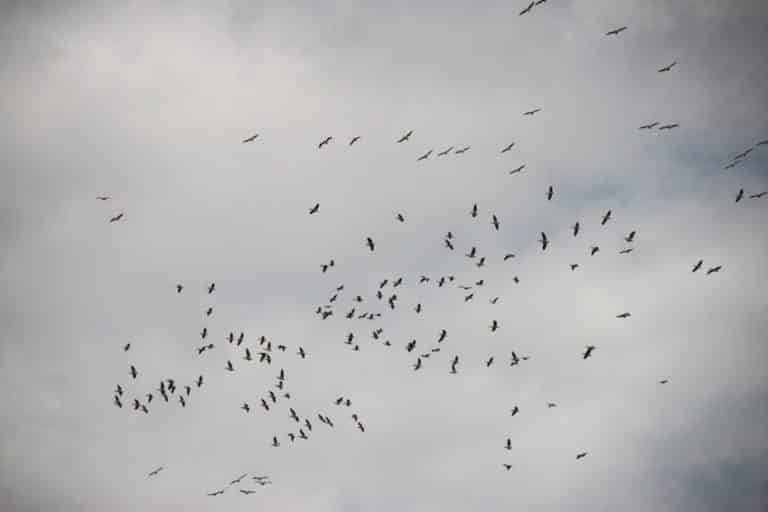 Bird Watching in East Africa - Kenya and Tanzania