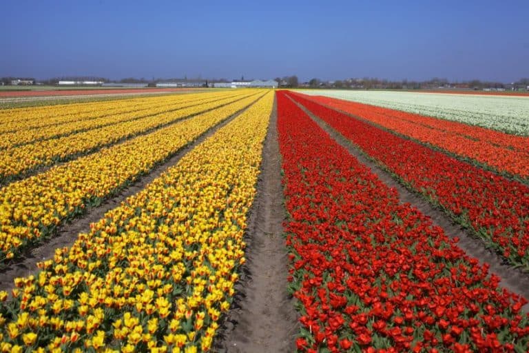 Dutch Bulb Fields Tour - Keukenhof, Holland - The Travel Hacking Life